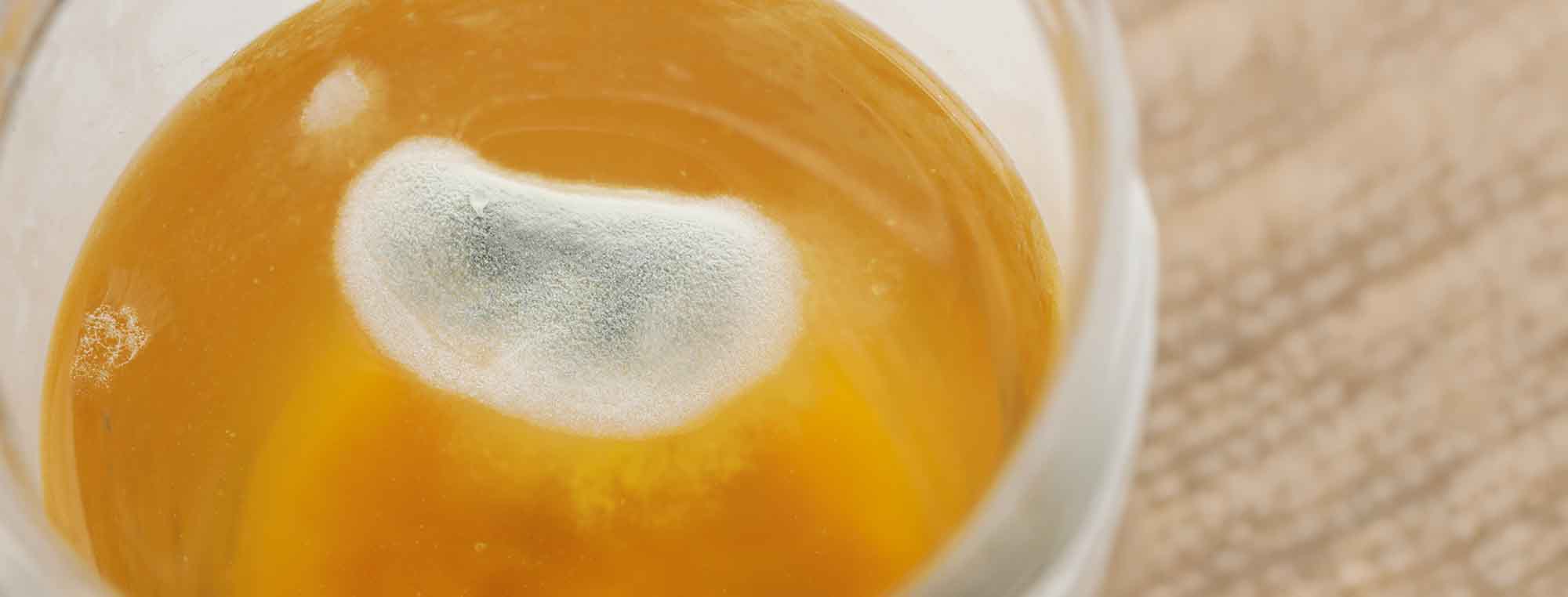 Is my homebrew growing mold? How to identify mold in mead, wine, cider, or beer
